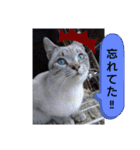 にゃー子と友達のスタンプ（個別スタンプ：8）