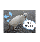 にゃー子と友達のスタンプ（個別スタンプ：9）