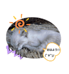 にゃー子と友達のスタンプ（個別スタンプ：15）