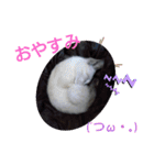 にゃー子と友達のスタンプ（個別スタンプ：16）