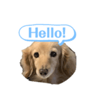 英語をしゃべるコロン（個別スタンプ：1）