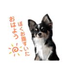 babyるぅ！反抗期編（個別スタンプ：5）