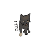 サビ猫ダーちゃん（個別スタンプ：1）