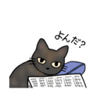 サビ猫ダーちゃん（個別スタンプ：11）