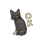 サビ猫ダーちゃん（個別スタンプ：17）