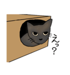 サビ猫ダーちゃん（個別スタンプ：23）