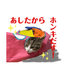 ウチのまめちゃん☆スタンプ♪（個別スタンプ：8）