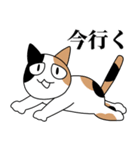 煽るネコ スタンプ（個別スタンプ：17）