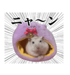 煽るネコ スタンプ（個別スタンプ：24）