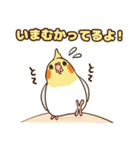 コンパクトオカメゆぴぃ【スタンダード】（個別スタンプ：31）