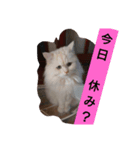 マフィンの日常会話（個別スタンプ：1）