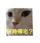 マフィンの日常会話（個別スタンプ：3）