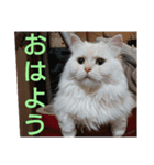 マフィンの日常会話（個別スタンプ：5）