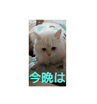 マフィンの日常会話（個別スタンプ：6）