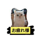マフィンの日常会話（個別スタンプ：7）