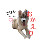 ハスキーの飼い主さんが使うスタンプ（個別スタンプ：1）