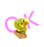 かわいいリアルセキセイインコ日常会話（個別スタンプ：1）