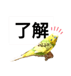 かわいいリアルセキセイインコ日常会話（個別スタンプ：2）