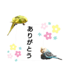 かわいいリアルセキセイインコ日常会話（個別スタンプ：4）