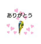 かわいいリアルセキセイインコ日常会話（個別スタンプ：5）