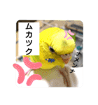 かわいいリアルセキセイインコ日常会話（個別スタンプ：6）