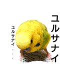 かわいいリアルセキセイインコ日常会話（個別スタンプ：7）