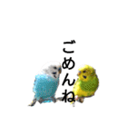 かわいいリアルセキセイインコ日常会話（個別スタンプ：8）