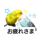 かわいいリアルセキセイインコ日常会話（個別スタンプ：9）