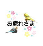 かわいいリアルセキセイインコ日常会話（個別スタンプ：10）