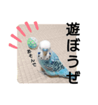 かわいいリアルセキセイインコ日常会話（個別スタンプ：11）