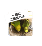 かわいいリアルセキセイインコ日常会話（個別スタンプ：12）