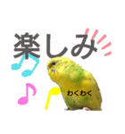 かわいいリアルセキセイインコ日常会話（個別スタンプ：13）