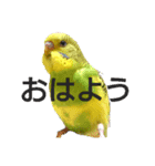 かわいいリアルセキセイインコ日常会話（個別スタンプ：14）
