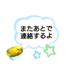 かわいいリアルセキセイインコ日常会話（個別スタンプ：15）