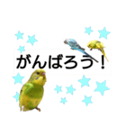 かわいいリアルセキセイインコ日常会話（個別スタンプ：16）