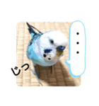 かわいいリアルセキセイインコ日常会話（個別スタンプ：21）