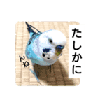 かわいいリアルセキセイインコ日常会話（個別スタンプ：22）