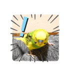 かわいいリアルセキセイインコ日常会話（個別スタンプ：23）