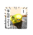 かわいいリアルセキセイインコ日常会話（個別スタンプ：24）