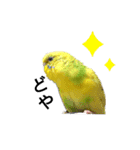 かわいいリアルセキセイインコ日常会話（個別スタンプ：25）