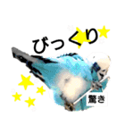かわいいリアルセキセイインコ日常会話（個別スタンプ：26）