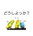 かわいいリアルセキセイインコ日常会話（個別スタンプ：28）
