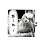 かわいいリアルセキセイインコ日常会話（個別スタンプ：30）