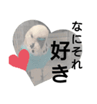 かわいいリアルセキセイインコ日常会話（個別スタンプ：32）