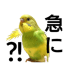 かわいいリアルセキセイインコ日常会話（個別スタンプ：33）