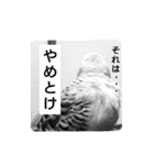 かわいいリアルセキセイインコ日常会話（個別スタンプ：36）