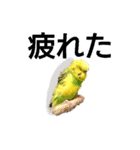 かわいいリアルセキセイインコ日常会話（個別スタンプ：37）