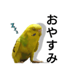 かわいいリアルセキセイインコ日常会話（個別スタンプ：38）