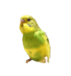 かわいいリアルセキセイインコ日常会話（個別スタンプ：40）