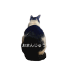俺らのねっこ2（個別スタンプ：11）